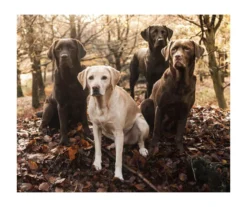 Raschel Brown Labs Throw, (50" X 60")