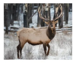 Raschel Brown & White Deer Throw, (50" X 60")