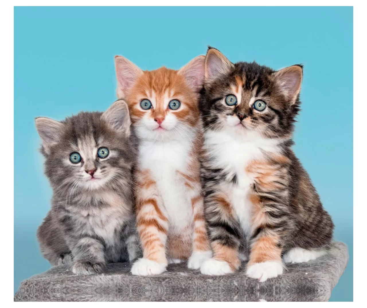 Raschel Blue & Brown Kittens Throw, (50" X 60") 1 Raschel Blue & Brown Kittens Throw, (50" X 60")