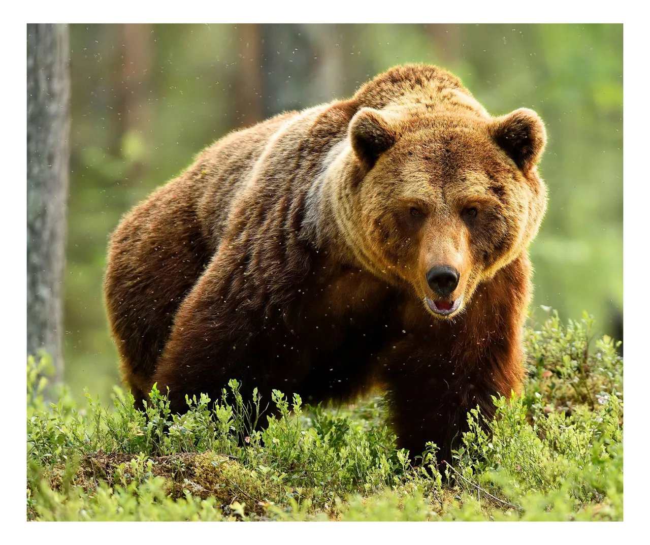 Raschel Brown & Green Grizzly Bear Throw, (50" X 60") 1 Raschel Brown & Green Grizzly Bear Throw, (50" X 60")